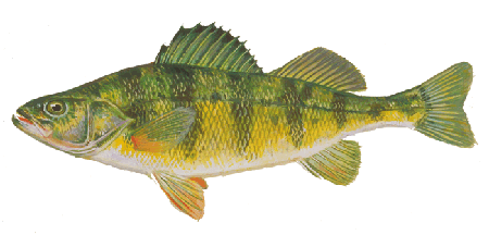 yellowperch